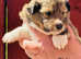 Beautiful sable Shetland sheepdog puppies