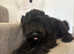 Bernardpoodle girl