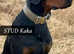 Doberman puppies... Siberian  multi world champion bloodline