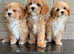 Cavapoos