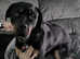 Female Rottweiler 3y