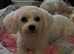 Bichon frise puppy for sale