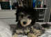 5 month old male puppie