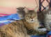Maine coon kittens