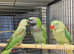 Stunning young darbyan parrot