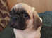 Puggle puppies. 2 females available. Ready now. £700