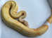 Albino piebald ball python/ royal python pied