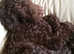 Standard Chocolate Labradoodle Curly Hypo Allergenic Coat PROVEN in Runcorn