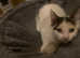 Three ragdoll cross kittens