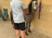 Welsh sec A colt