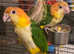 Sillytame baby yellow Thighed Caique