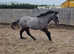Dartmoor X for sale