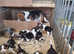 7 Beautiful Beagle Pups