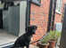 Bullmastiff for Sale