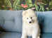 Exceptional KC Samoyed Pups. Happy, Healthy & Ready Now!