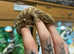 Brosse Leachianus Giant Gecko at Birmingham Reptiles