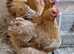 Trio of young Buff Orpington Large Fowl