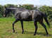WANTED WANTED ( pic is of my horse)Super safe but not a plod
