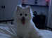 NOT RELATED FEMALE & MALE Japanese spitz