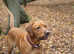 Fox Red Labrador Retriever - STUD ONLY