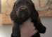 Working cocker spaniels 1 girl left ready now