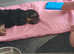 4 month yorkiepoo