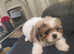 Shih tzus puppy's