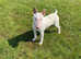 Kc reg English bull terrier  bitch