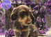 Choc Tan Wirehair Dachshund Stud Service