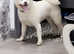 White Japanese Akita Inu