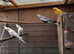 All those birds for sale