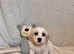 Viewings Welcome! 3 Remaining - Cavachon Puppies