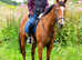 Bay mare ex racehorse