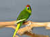 Yellow and Green Kakariki,18