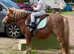 Registered standard Shetland mare