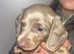 Kc registered minature dachshunds for sale