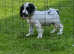 Cocker spaniels
