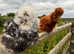 Silkie point of lay pullets