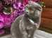 Sweet natured blue cream Scottish Fold young adult female vet checked vacs £150