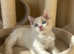 Ragdoll kitten