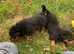 Pups