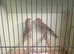 Mexican house finches