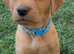 Norfolk Labrador puppies