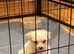 Pedigree bichon frise boy puppies
