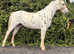 15.1/2h 3Yo Stunning Gelding