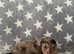 Adorable Longhair mini dachshund X puppies