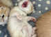 GCCF registered British Shorthair and Longhair Chocolate and Black Golden Kittens