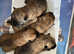 GORGEOUS CAIRN TERRIER PUPPIES