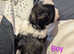 Male shichon