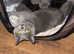 British blue kittens
